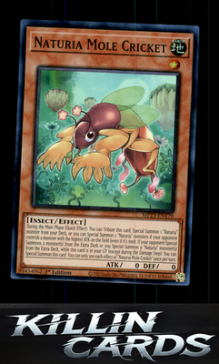 1st Edition Naturia Mole Cricket MP23-EN170 YuGiOh Super Rare 25th Anniversary T
